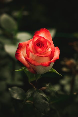 variedades blush, Floristería en Chia, Arreglos florales, Rosas de exportación, Exclusivos diseños de flores, Arreglos de flores personalizados, Cultivo de rosas, Rosas a domicilio