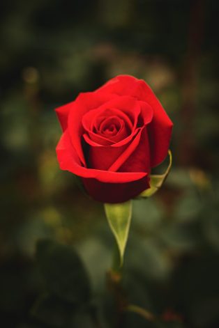 variedades freedom, Floristería en Chia, Arreglos florales, Rosas de exportación, Exclusivos diseños de flores, Arreglos de flores personalizados, Cultivo de rosas, Rosas a domicilio