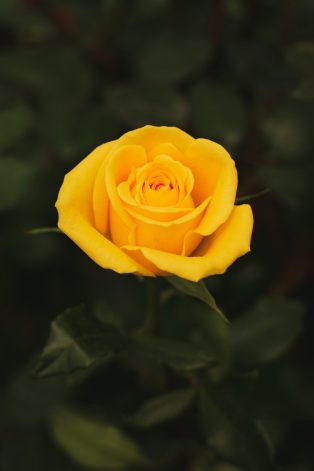 variedades high & exotic, Floristería en Chia, Arreglos florales, Rosas de exportación, Exclusivos diseños de flores, Arreglos de flores personalizados, Cultivo de rosas, Rosas a domicilio