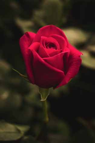 variedades pink floydFloristería en Chia, Arreglos florales, Rosas de exportación, Exclusivos diseños de flores, Arreglos de flores personalizados, Cultivo de rosas, Rosas a domicilio