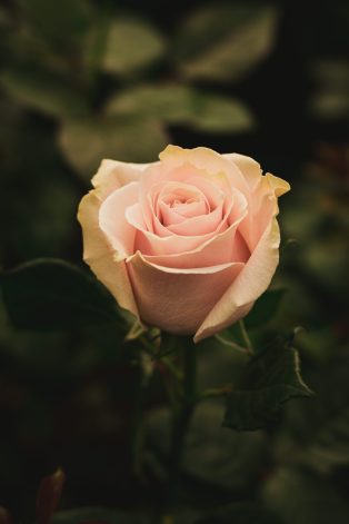 variedades pink mondial, Floristería en Chia, Arreglos florales, Rosas de exportación, Exclusivos diseños de flores, Arreglos de flores personalizados, Cultivo de rosas, Rosas a domicilio