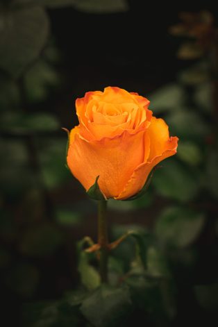 variedades tycoon, Floristería en Chia, Arreglos florales, Rosas de exportación, Exclusivos diseños de flores, Arreglos de flores personalizados, Cultivo de rosas, Rosas a domicilio